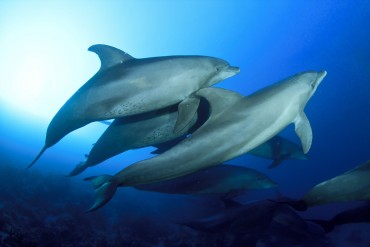 bigstock-Wild-Dolphins-Underwater-41075017.jpg