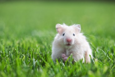 bigstock-white-hamster-on-lawn-closeup-45704287.jpg