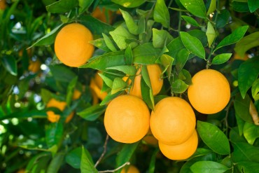 bigstock-Fresh-ripe-organic-oranges-ha-27240614.jpg