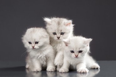 bigstock-White-Persian-pussy-cats-over--46057561.jpg