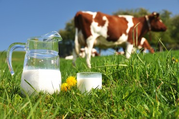 bigstock-Jug-of-milk-against-herd-of-co-26612570.jpg
