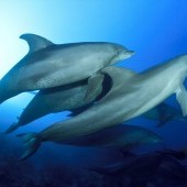bigstock-Wild-Dolphins-Underwater-41075017.jpg