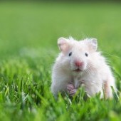 bigstock-white-hamster-on-lawn-closeup-45704287.jpg