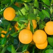bigstock-Fresh-ripe-organic-oranges-ha-27240614.jpg