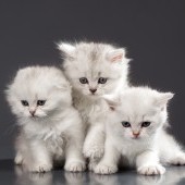 bigstock-White-Persian-pussy-cats-over--46057561.jpg