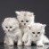 bigstock-White-Persian-pussy-cats-over--46057561.jpg