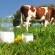 bigstock-Jug-of-milk-against-herd-of-co-26612570.jpg