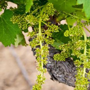 labotiga-floresbach-vine-vid.jpg