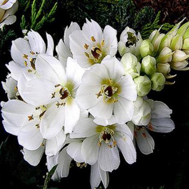 labotiga-floresbach-starofbethlehem-estrelladebelen-lechedeg.jpg
