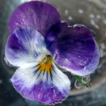 labotiga-floresbach-waterviolet-violetadeagua.jpg