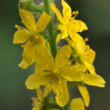 labotiga-agriminia-flor.jpg