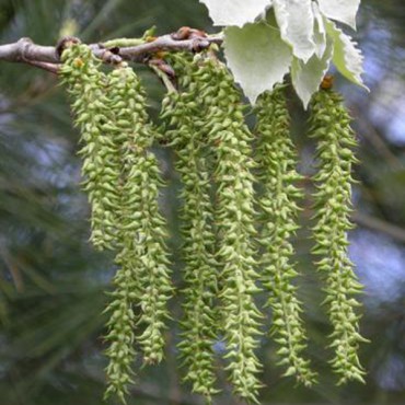 labotiga-floresbach-aspen-alamotemblon.jpg
