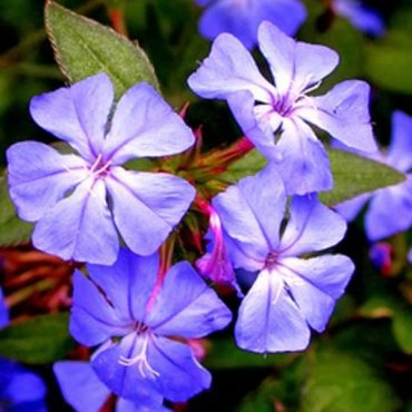 labotiga-floresbach-cerato-ceratostigma.jpg