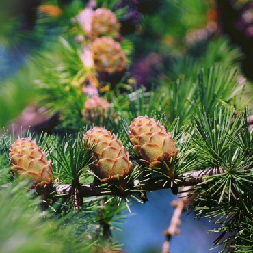 labotiga-floresbach-larch-alerce.jpg