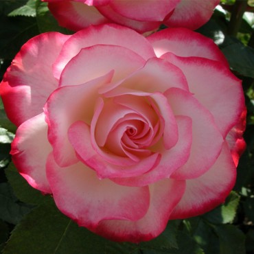 labotiga-floresbach-wildrose-rosasilvestre.jpg