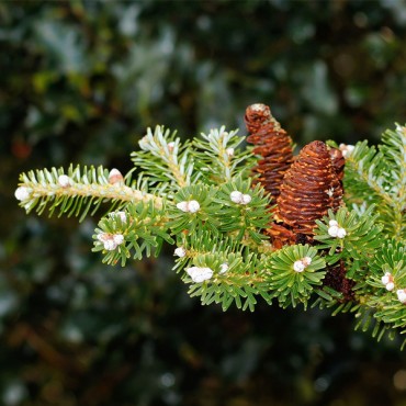labotiga-floresbach-pine-pino.jpg