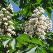 labotiga-floresbach-whitechestnut-castañodeindias.jpg