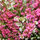 labotiga-floresbach-heather-brezo.jpg