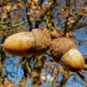 labotiga-floresbach-oak-roble.jpg