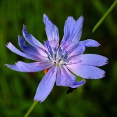 labotiga-floresbach-chicory-achicoria.jpg
