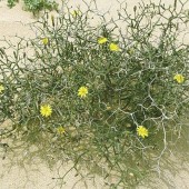 labotiga-floresbach-gorse-aulaga.jpg
