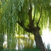 labotiga-floresbach-willow-sauce.jpg