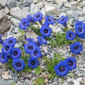 labotiga-floresbach-gentian-genciana.jpg