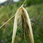 labotiga-floresbach-wildoat-avenasilvestre.jpg