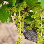 labotiga-floresbach-vine-vid.jpg