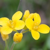 labotiga-floresbach-mustard-mostaza.jpg