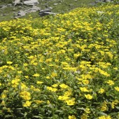 labotiga-floresbach-rockrose-heliantemo.jpg