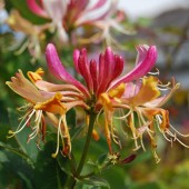 labotiga-floresbach-honeysuckle-madreselva.jpg