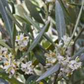 labotiga-floresbach-olive-olivo.jpg