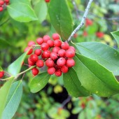 labotiga-floresbach-holly-acebo.jpg