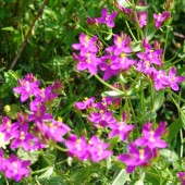 labotiga-florebach-centaury-centauramenor.jpg