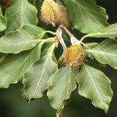 labotiga-floresbah-beech-haya.jpg