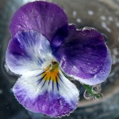 labotiga-floresbach-waterviolet-violetadeagua.jpg