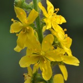 labotiga-agriminia-flor.jpg