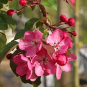 labotiga-floresbach-crabapple-manzanosilvestre.jpg