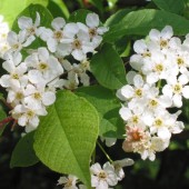 labotiga-floresbach-cherryplum-seracifera-cerezosalvaje.jpg