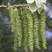 labotiga-floresbach-aspen-alamotemblon.jpg
