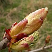 labotiga-floresbach-chestntbud-brotedecastaño8.jpg