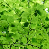 labotiga-floresbach-hornbeam-hojaranzo.jpg