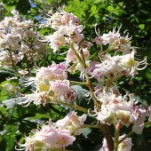 labotiga-floresbach-sweetchestnut-castañodulce.jpg