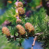 labotiga-floresbach-larch-alerce.jpg