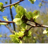 labotiga-floresbach-elm-olmo.jpg