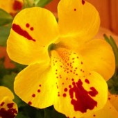 labotiga-floresbach-mimulus-mimulo.jpg