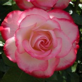 labotiga-floresbach-wildrose-rosasilvestre.jpg