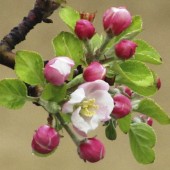 labotiga-floresbach-walnut-nogal.jpg