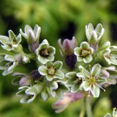 labotiga-floresbach-scletantus-escleranto.jpg